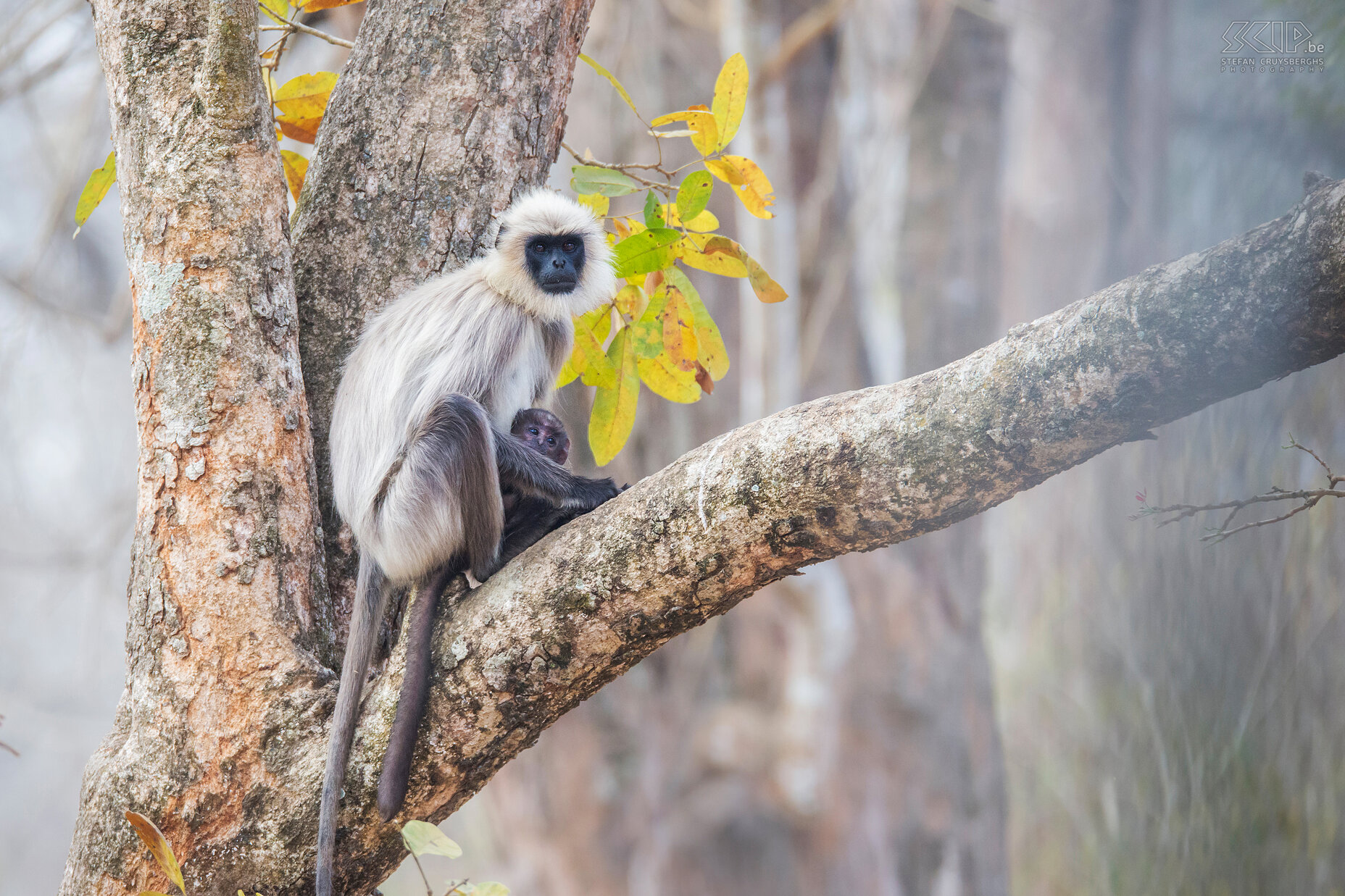 Kabini - Gray langur with baby A female gray langurs or Hanuman langur (Semnopithecus) with her baby up in a tree in Kabini National Park. Stefan Cruysberghs